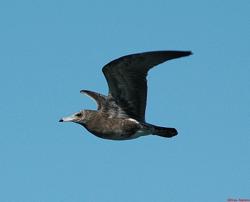 ������������ �����